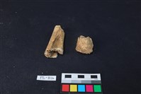 豬骨藏品圖，第2張