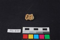 豬骨藏品圖，第2張