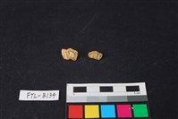 獸骨藏品圖，第2張