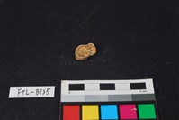 豬骨藏品圖，第2張