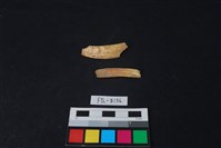 獸骨藏品圖，第2張