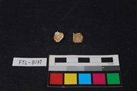 獸骨藏品圖，第2張