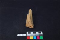 獸骨藏品圖，第1張