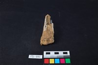 獸骨藏品圖，第2張