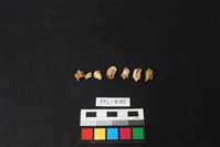 鹿骨藏品圖，第1張