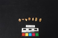 鹿骨藏品圖，第2張