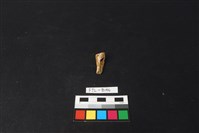 獸骨藏品圖，第1張