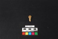 獸骨藏品圖，第2張