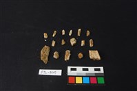 獸骨藏品圖，第2張