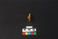 獸骨藏品圖，第2張