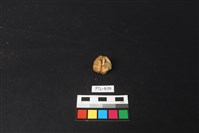 獸骨藏品圖，第1張