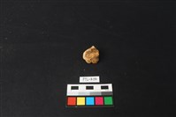 獸骨藏品圖，第2張