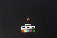 獸骨藏品圖，第2張