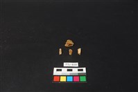 獸骨藏品圖，第2張