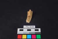 豬骨藏品圖，第1張