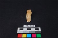 豬骨藏品圖，第2張