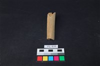 獸骨藏品圖，第2張