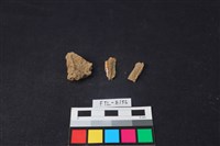 獸骨藏品圖，第2張