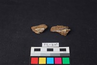 獸骨藏品圖，第1張