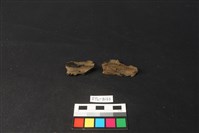 獸骨藏品圖，第1張