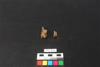 獸骨藏品圖，第1張