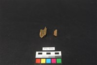 獸骨藏品圖，第2張