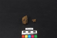 獸骨藏品圖，第2張