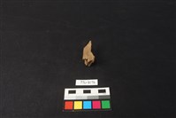 鹿骨藏品圖，第2張