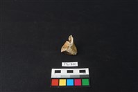 鹿骨藏品圖，第1張