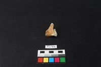 鹿骨藏品圖，第2張