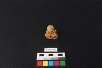 獸骨藏品圖，第1張