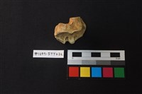 獸骨藏品圖，第3張