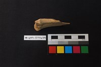 獸骨藏品圖，第1張