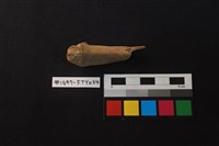 獸骨藏品圖，第2張