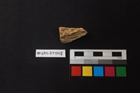 獸骨藏品圖，第2張