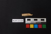 獸骨藏品圖，第1張