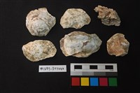 貝殼藏品圖，第1張