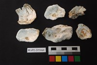 貝殼藏品圖，第2張