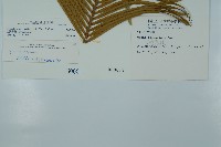 台東蘇鐵藏品圖，第2張