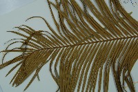 台東蘇鐵藏品圖，第3張