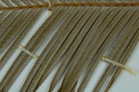 光果蘇鐵藏品圖，第4張