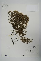 龍柏藏品圖，第1張