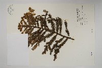 肯氏南洋杉藏品圖，第1張