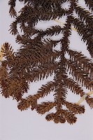 肯氏南洋杉藏品圖，第3張