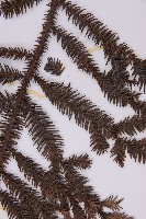 肯氏南洋杉藏品圖，第4張