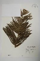 小葉南洋杉、南洋杉藏品圖，第1張