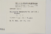 小葉南洋杉、南洋杉藏品圖，第2張