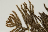 小葉南洋杉、南洋杉藏品圖，第3張