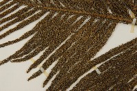 小葉南洋杉、南洋杉藏品圖，第4張