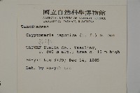 柳杉藏品圖，第2張